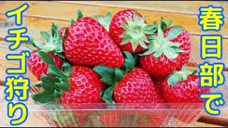 春日部でイチゴ狩り