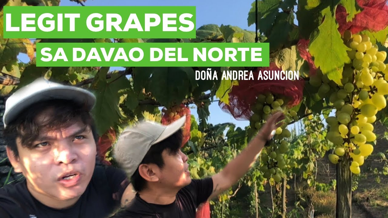 GRAPES SA ASUNCION DAVAO DEL NORTE TOTOO BA? BY DJAN ROLF CAVAN YouTube