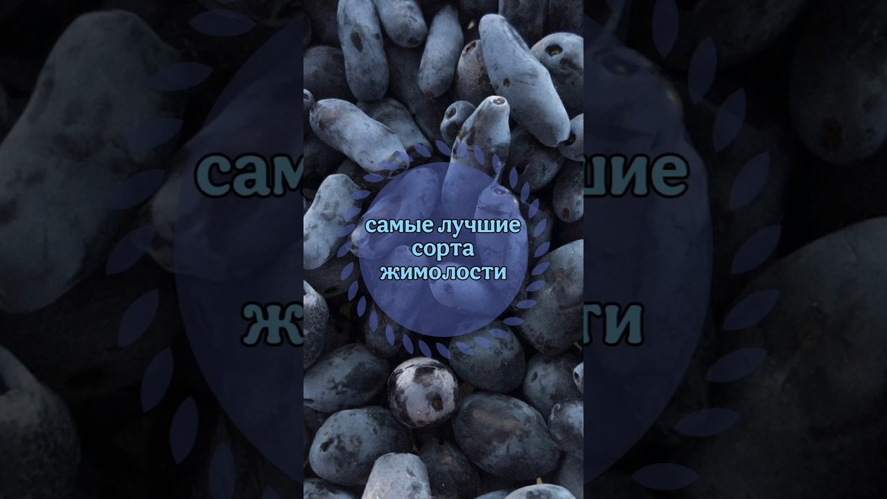 САМЫЕ ЛУЧШИЕ сорта жимолости