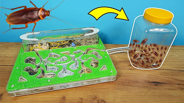 ¿Y SI CONECTO UNA GUARIDA DE CUCARACHAS CON UN FORMICARIO?
