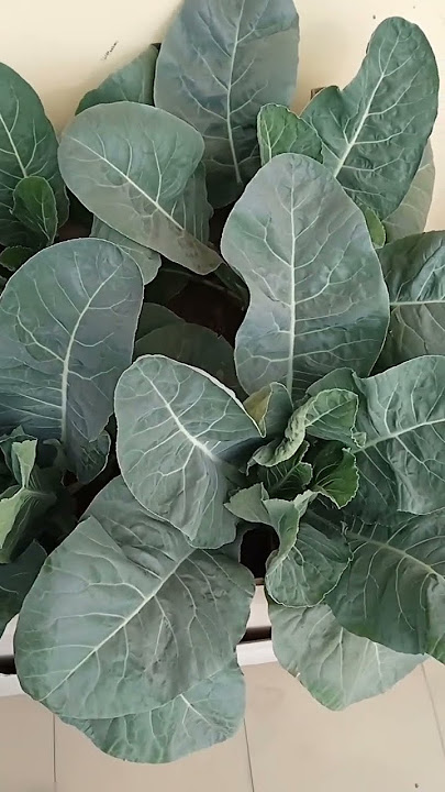 Do mahine k baad gobhi nikalne lage. #terracegarden #gobi