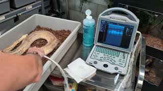 Famous Lets Ultrasound Some Female Ball Pythons For Follicles! TSRR 45 Profile