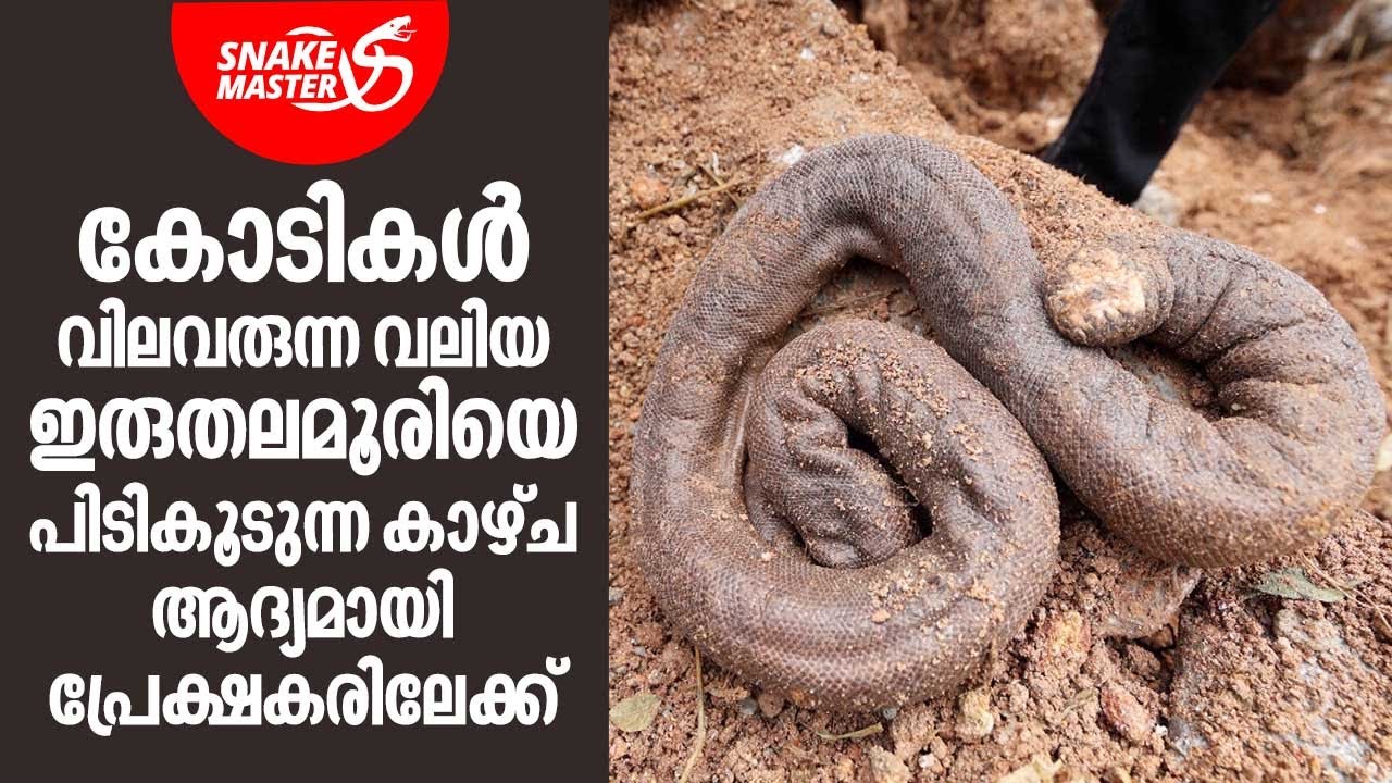കോടികൾ വിലവരുന്ന വലിയ ഇരുതലമൂരിയെ പിടികൂടുന്ന കാഴ്ച ആദ്യമായി പ്രേക്ഷകരിലേക്ക് | Snakemaster EP 900