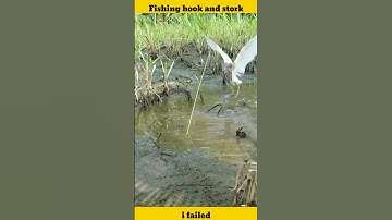 cắm câu cò bằng mồi lươn#shorts