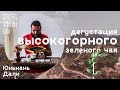 Дегустация высокогорного зеленого чая. Дали, Юньнань