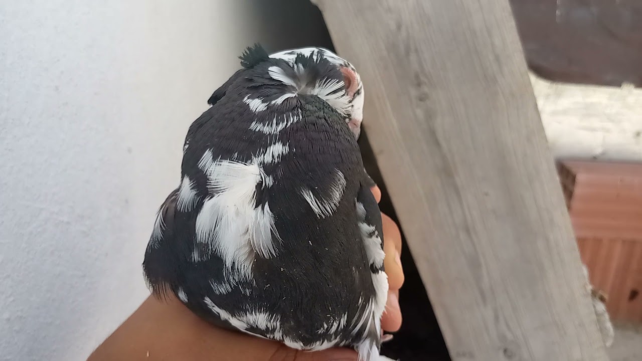 تربية الحمام فوق السطح