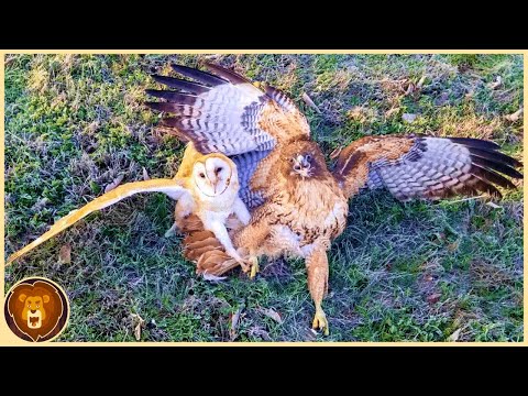 Video: Haben Falken Angst vor Eulen?