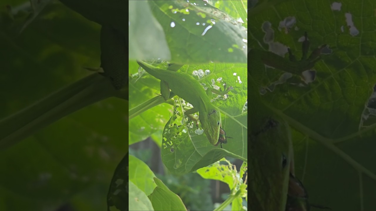 Fun With The Randy's (Amusing Anoles)