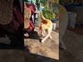 final part fight#cat #animeshorts #animeshorts
