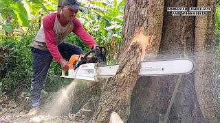 Cut down a tree that is almost rotten, a lot of shards in it!! Stihl ms 881.