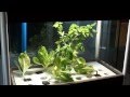 Small Scale Indoor Aquaponics system, MADE in the Philippines