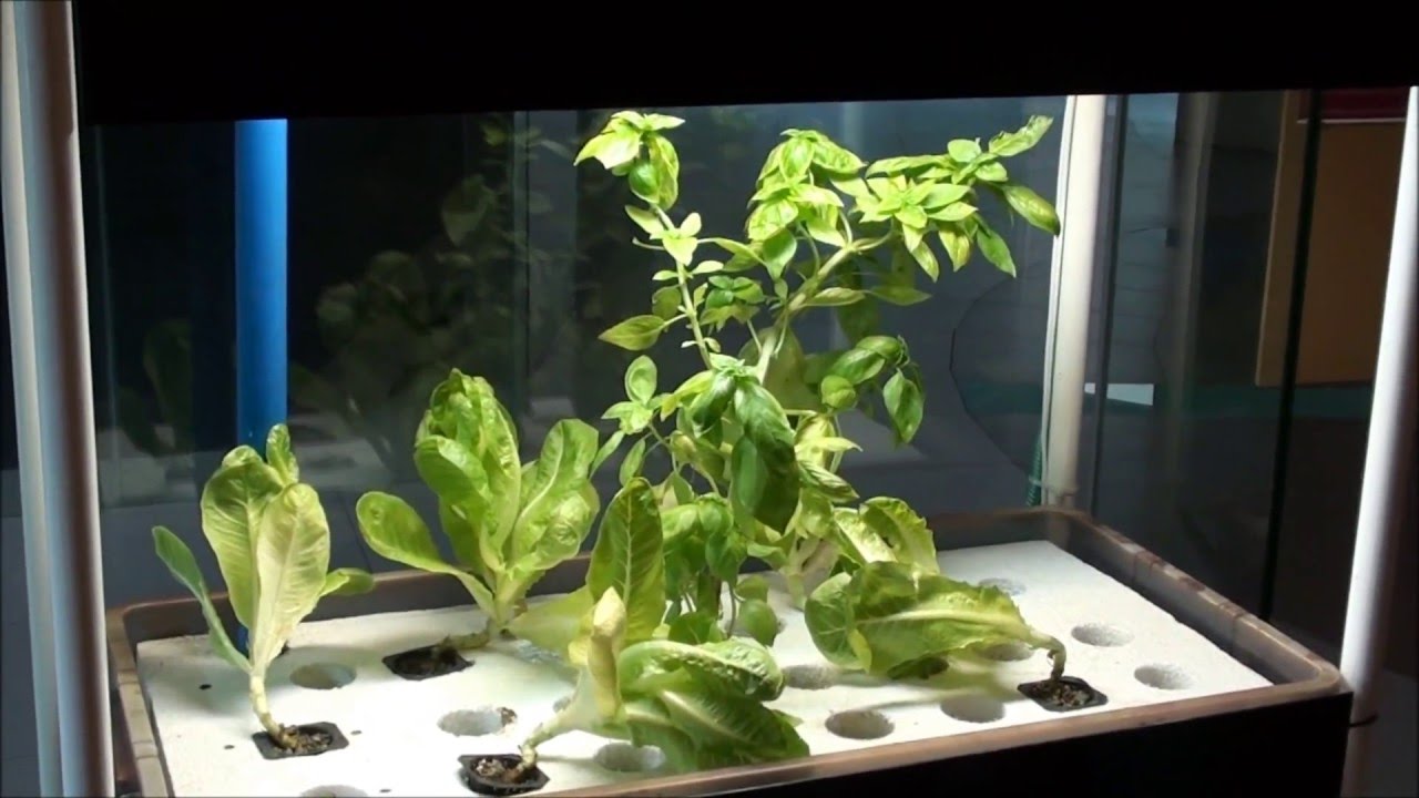  Small  Scale Indoor  Aquaponics system MADE in the 