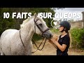 10 FAITS SUR MON CHEVAL - QUEOPS DES MOURGUES