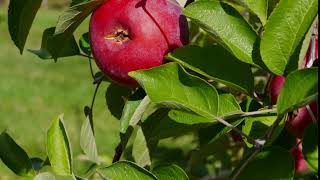 Free Apple Tree Stock Video Footage