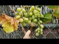 A Sign That The Grapes Will Soon Be Ready ЁЯЩПЁЯШЛЁЯСН A Sign That The Grapes Will Soon Be Ready ЁЯЩПЁЯШЛЁЯСН