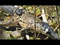 Frog tries to escape two grass snakes / Frosch versucht zwei Ringelnattern zu entkommen