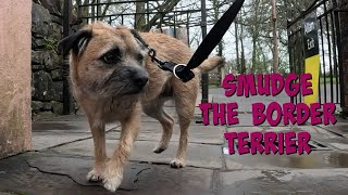 Smudge the Border Terrier @ St Fagans Museum
