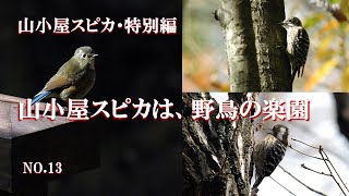 山小屋スピカでカラスに追われたメジロが窓に激突。救出の現場を？メジロの命は大丈夫か？