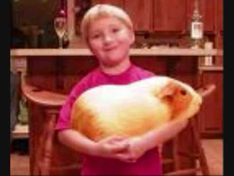Funny guinea pigs - YouTube
