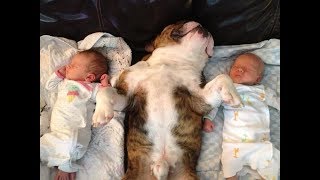 Cute Dogs and Twins Babies Playing Together -  Dog and Baby are Best Friend