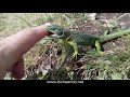 El ataque del lagarto verde occidental (Lacerta bilineata)