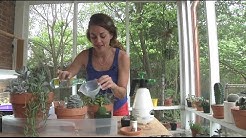 (Watering Succulents) Wetting Your Plants: How, When, and Wait