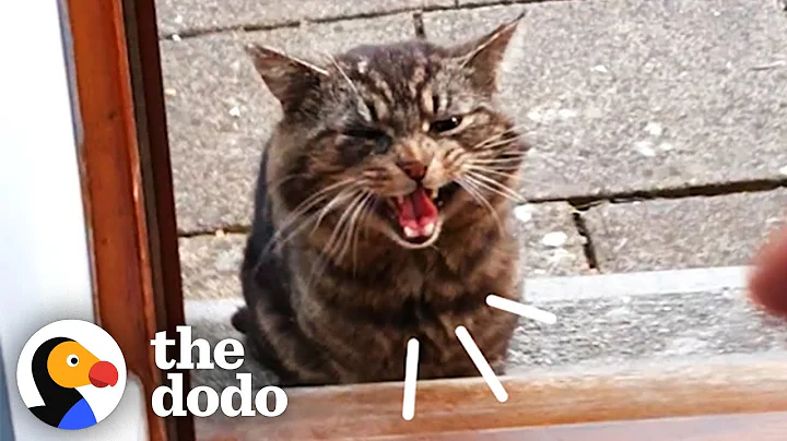 Stray Cat Decides To Move Into Guy’s House | The Dodo Cat Crazy - DayDayNews