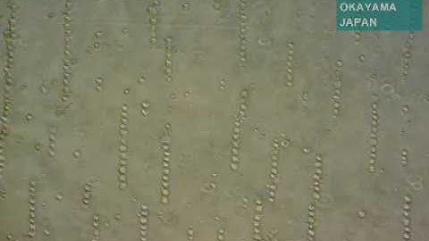 Electro Cell Fusion for Hybridoma Production