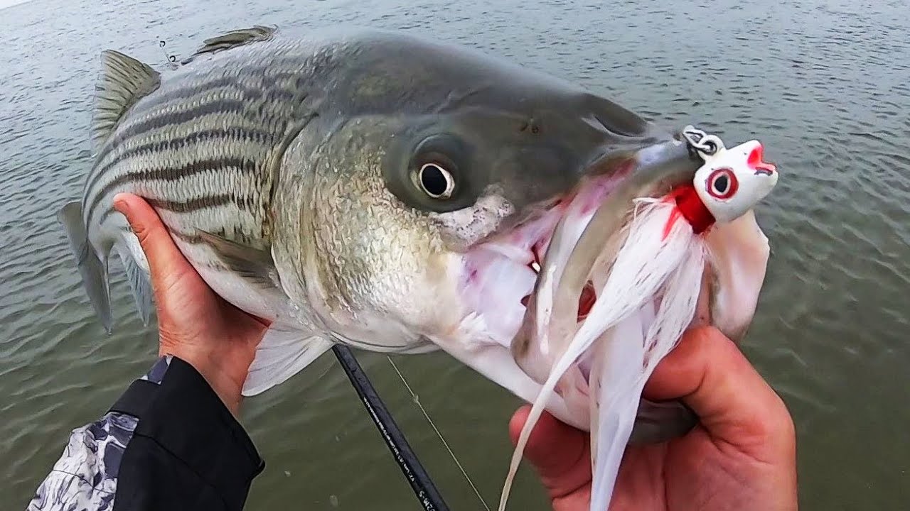 One Lure - A Load of Surfcasting Fish! 