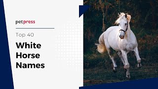 Lists 5 White Horse Names 2022: Top Full Guide