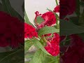 #rainsounds #nature #beautifulgarden #nature #scenery #gardendesign #flowers #beautiful #beautiful