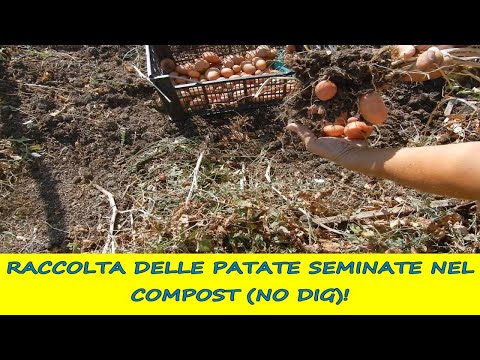Video: Coltivare patate nel compost: puoi piantare patate nel compost da solo