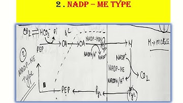 C4 cycle, Hatch and Slack pathway, photosynthesis