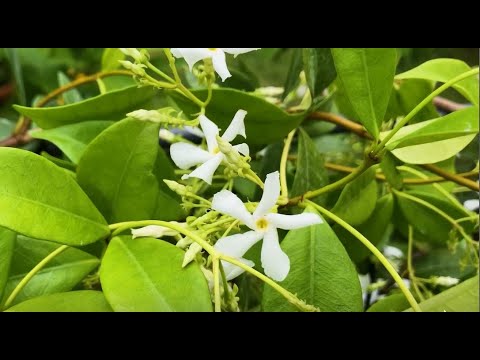 Vidéo: Cold Hardy Jasmine - Choisir un jasmin pour les jardins de la zone 5