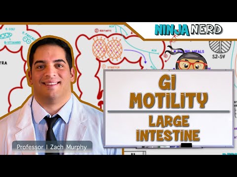 गैस्ट्रोइंटेस्टाइनल | बड़ी आंत की जीआई गतिशीलता