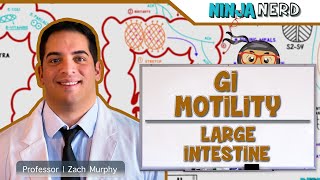 Gastrointestinal | GI Motility of the Large Intestine