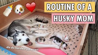 A DAY IN A LIFE OF A MOMMY HUSKY DOG