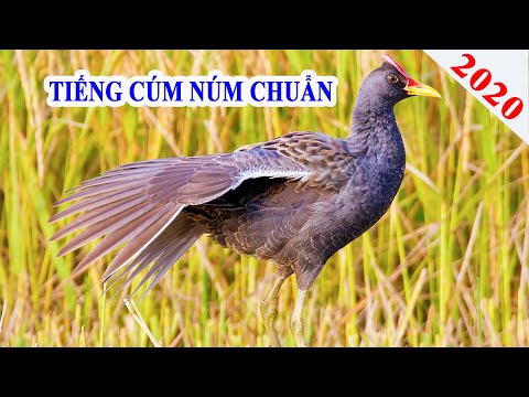 Tiếng cúm núm chuẩn mùa 2020
