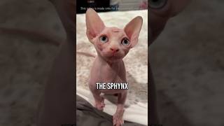 The Most Expensive Cats On Earth