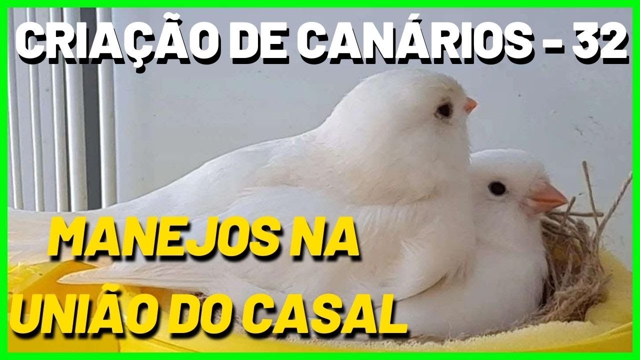 MANEJOS NA UNIÃO DO CASAL DE CANÁRIOS DOMÉSTICOS - BELGAS