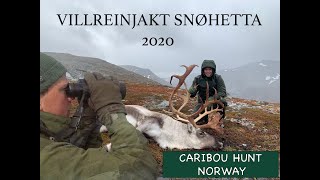 Villreinjakt Snøhetta 2020 / Reinsdyrjakt Snøhetta 2020 / Caribou Hunt Norway 2020