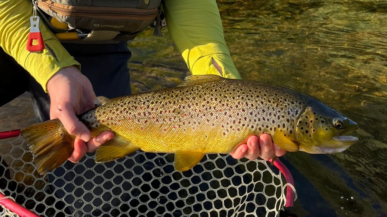 Southern Ontario Fly Fishing Forecast For June 17th!