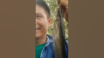 Câu Cá thác lác #caucaro #câucárô #câucárôđồng #fishing #sanghuynhvlog