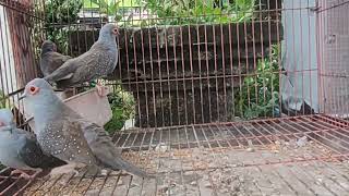 Tarian Burung Diamond Dove l diamon dove l perkutut australia BN Farm