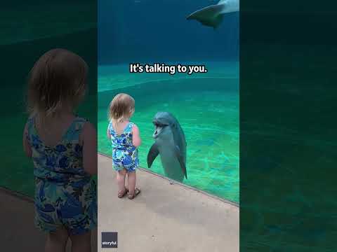 Little girl and super social dolphin stop to have a sweet chat | Humankind #shorts #goodnews