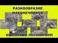 Разнообразие наконечников Лесной коп в Крымском Лесу