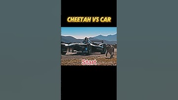 Cheetah vs Car🤯☠️ #shorts #trending #animals #cheetah #race #speed #car #new