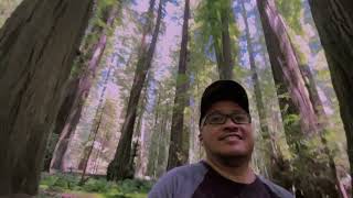 AVENUE OF THE GIANTS.  Humboldt Redwoods State Park. Myers Flat, CA.