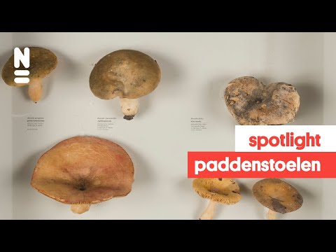 Spotlight: paddenstoelen