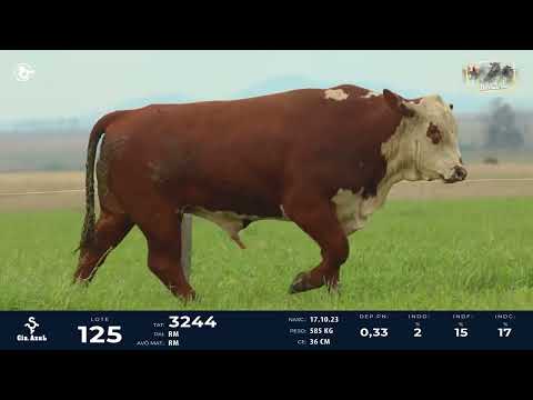 LOTE 125   TAT 3244 M Braford